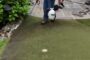 Putting-Green-Maintenance-DeShayes-Dream-Greens