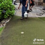 Putting-Green-Maintenance-DeShayes-Dream-Greens